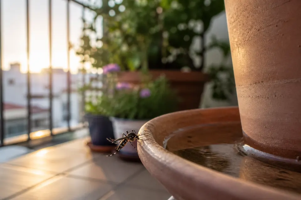 Recreación generada con IA de un mosquito tigre junto al agua acumulada en el plato de una maceta de un balcón mediterráneo